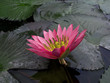 Red Lotus.
