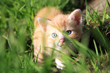 Photo: Small red hair kitten Small red hair kitten