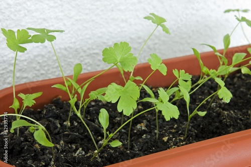 Photo: Young seedlings of parsley in pot on balcony close up Young seedlings of parsley in pot on balcony close up