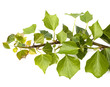 Efeu, Hedera helix