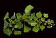 Efeu, Hedera helix