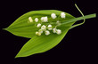 Maigloeckchen, Convallaria majalis