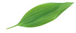 Maigloeckchen, Convallaria majalis
