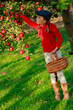 Young girl picking organic Apples into the Basket.Orchard.