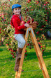 Young girl picking organic Apples into the Basket.Orchard.
