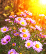 Flowers of chrysanthemum