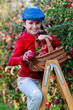 Young girl picking organic Apples into the Basket.Orchard.