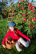 Young girl picking organic Apples into the Basket.Orchard.
