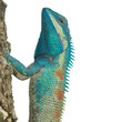 Blue Lizard