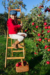 Young girl picking organic Apples into the Basket.Orchard.