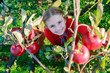Photo: Young girl picking organic Apples into the Basket.Orchard. Young girl picking organic Apples into the Basket.Orchard.
