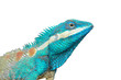 Blue Lizard