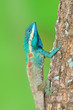 Blue Lizard