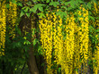 laburnum