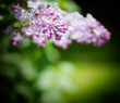 Foto: Lilac Lilac