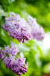 Foto: Lilac Lilac