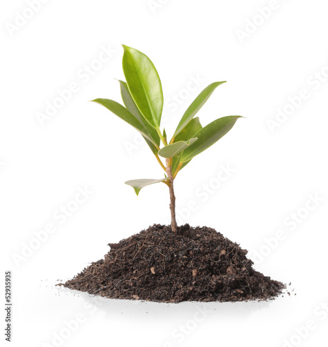 Photo: Young green plant Young green plant