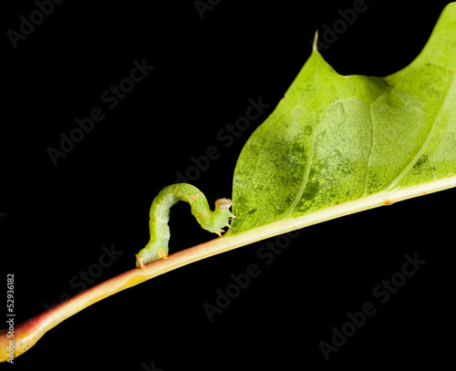 Photo: Side view of inchworm on oak leaf Side view of inchworm on oak leaf