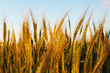 Wheat