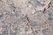 Crack black soil texture on the summer