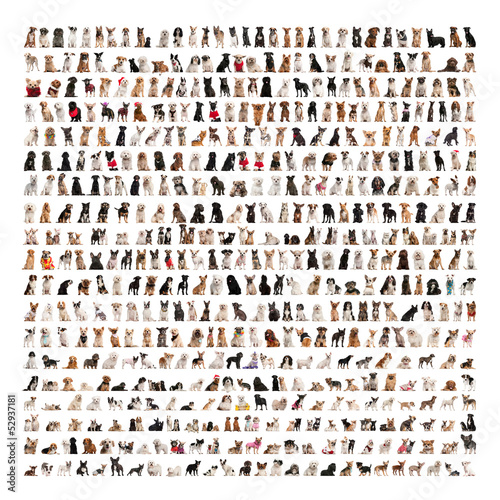 Photo: Large group of dog breeds in front of a white background Large group of dog breeds in front of a white background