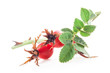 Rose hips isolated on white background