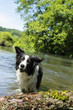 Bordercollie