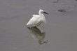 White egret