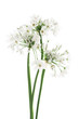 Allium neapolitanum isolated on white background