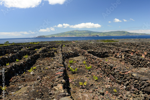 Photo: Dans les vignes de l'île de Pico aux Açores Dans les vignes de l'île de Pico aux Açores