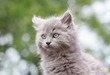 petit chat