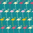 Flamingos