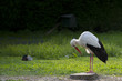 Isolated stork on the green background