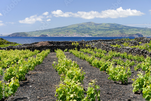 Photo: Dans les vignes de l'île de Pico aux Açores Dans les vignes de l'île de Pico aux Açores