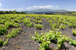 Autour des vignes de l'île du Pico aux Açores