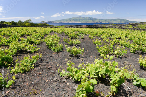 Photo: Autour des vignes de l'île du Pico aux Açores Autour des vignes de l'île du Pico aux Açores