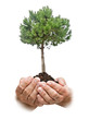Pine tree in hands
