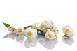 jasmine flowers