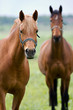 Horses in the field