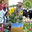 Foto: Mosaic of daily life on a farm Mosaic of daily life on a farm