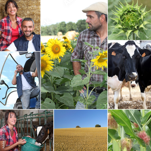 Photo: Mosaic of daily life on a farm Mosaic of daily life on a farm