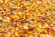 feuilles mortes d'automne