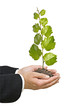 sapling in hands
