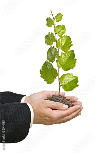 Photo: sapling in hands sapling in hands