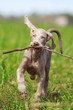wemaraner puppy in field
