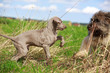 wemaraner and briard puppy