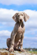 wemaraner puppy portrait