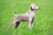 wemaraner puppy in field