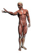 Human Anatomy - Male Muscles