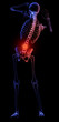 Human skeleton